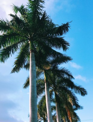 The DC Darlings Sanibel Guide