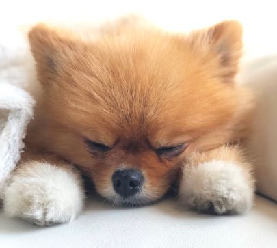 Freshpet x The DC Darlings