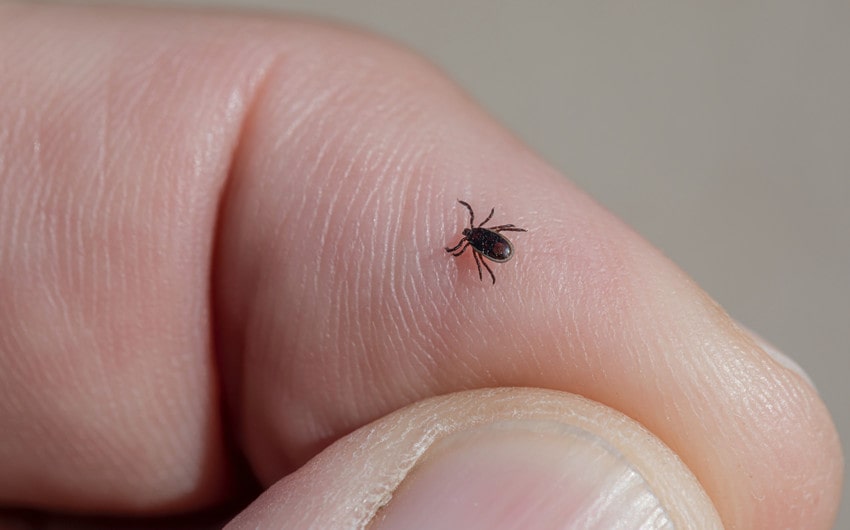 The Best Tick Pest Control Sprays on the Market