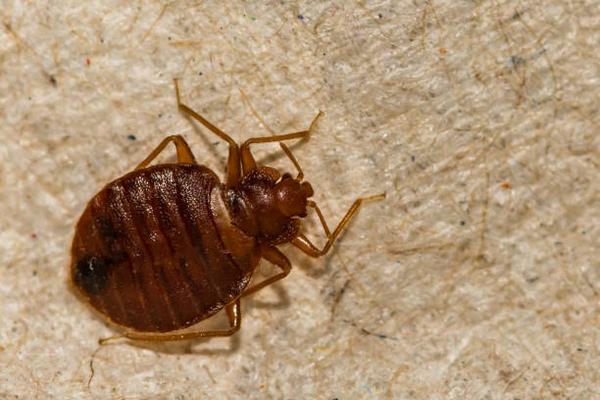 Effective Treatment for Early-Stage Bed Bug Infestations